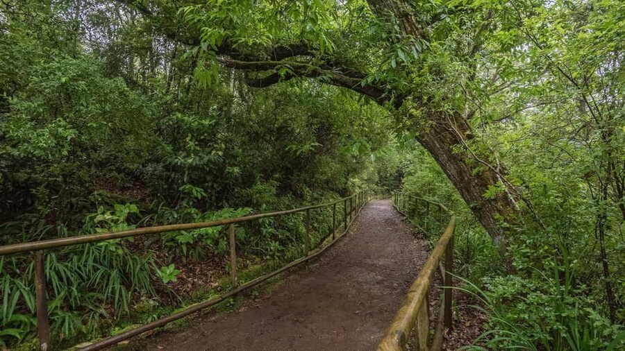Caldeirão Verde: Levada Caldeirao Verde Hiking Transfer - Queimadas is the right place to begin