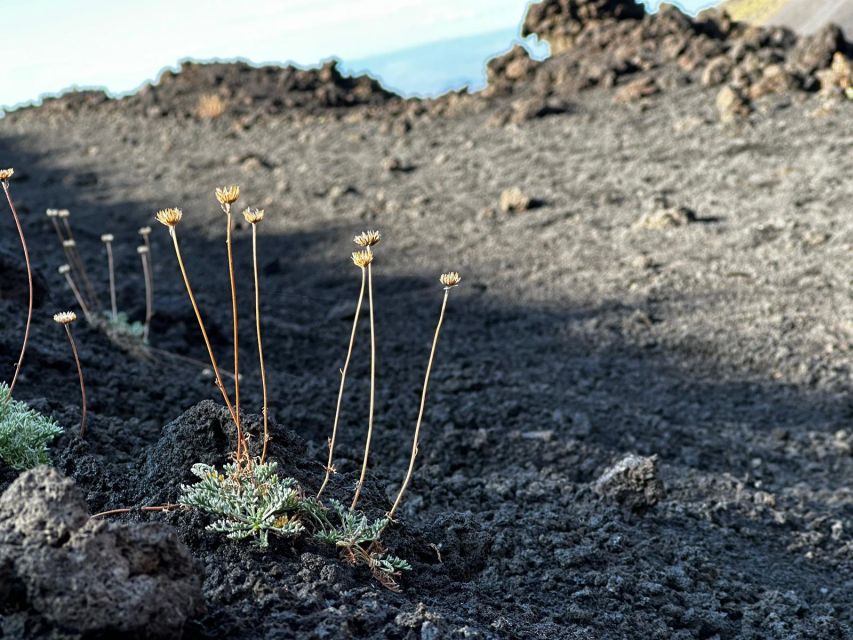 Catania: Etna Morning or Sunset Trek with Lava Tunnel & Gear - From Piazza Borsellino to the volcanic slopes
