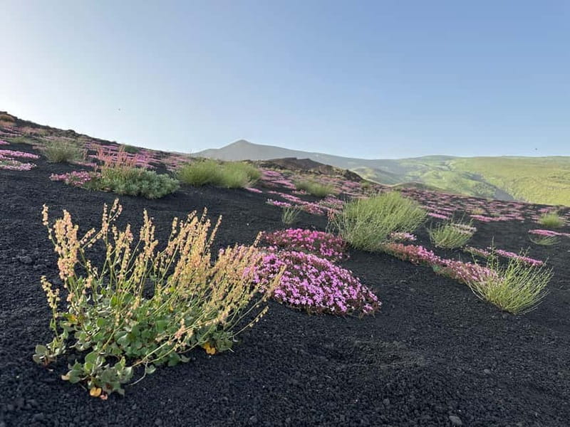 Catania: Etna Tour with licensed Tour Guide pickup & drop-of - Who will enjoy this outing most