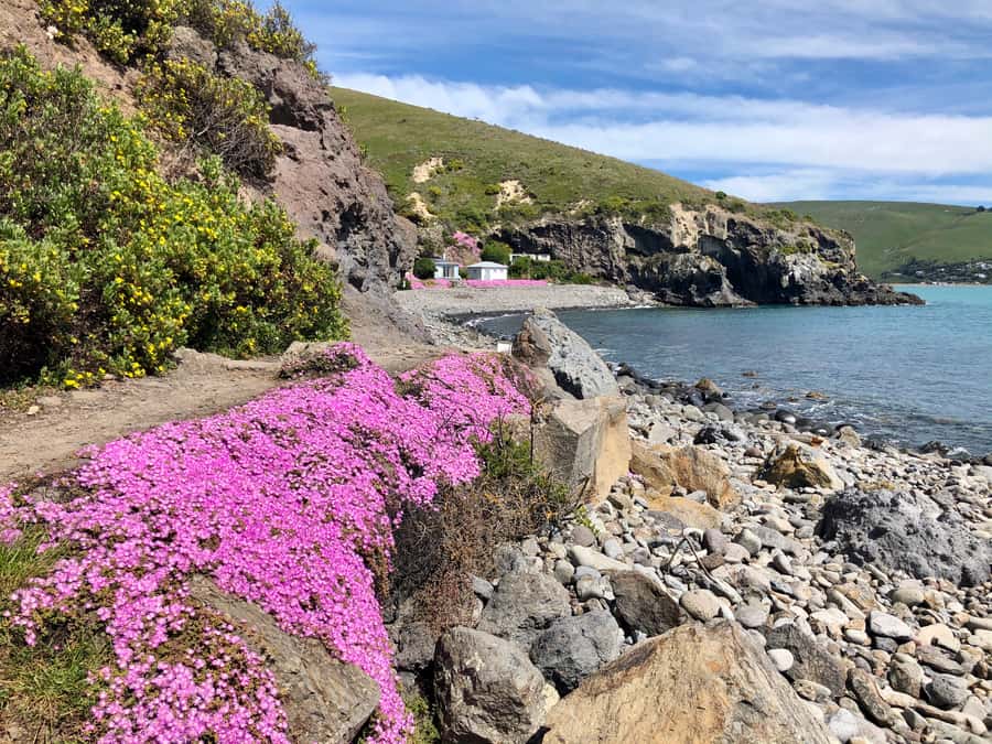 Christchurch: Guided Crater Rim Walk with Coastal Scenery - Key points to know before booking