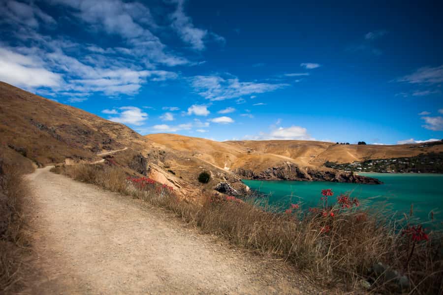 Christchurch: Guided Crater Rim Walk with Coastal Scenery - Cruise port details deserve careful attention