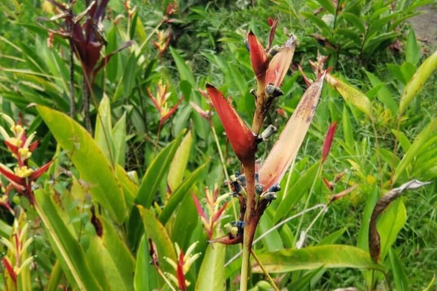 City Tour w/ Gardens, Volcano, Trafalgar Falls, Morne Bruce - A slower walk through the Botanic Gardens