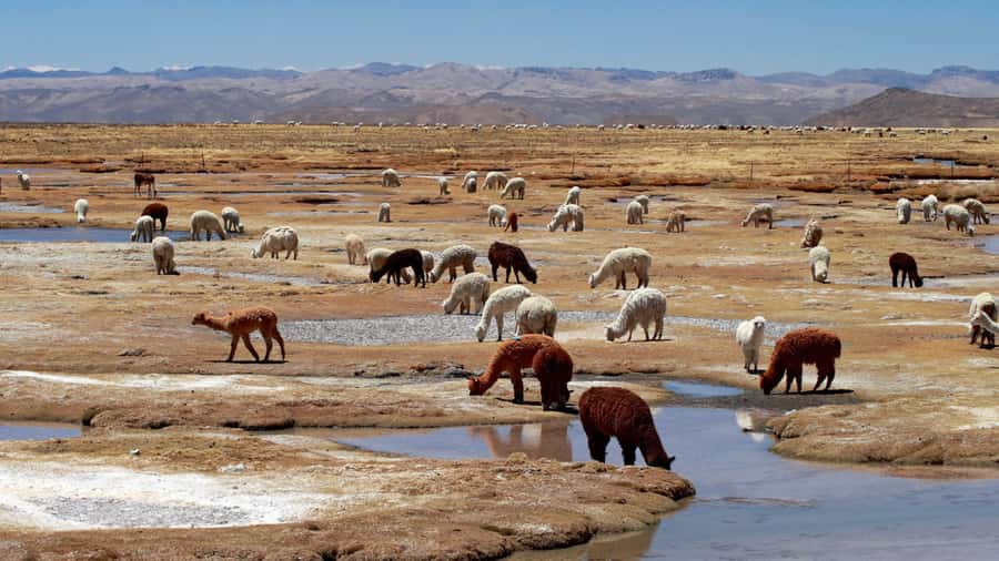 Colca Canyon: 2-Day Tour from Arequipa to Puno - Day two, the condors of Cruz del Condor