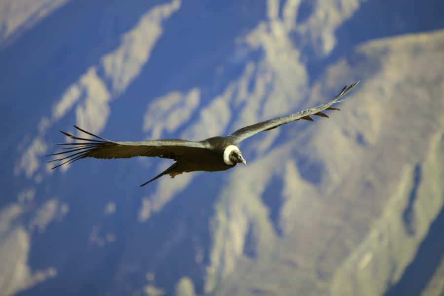 Colca Canyon: 2-Day Tour from Arequipa to Puno - Day one, from Arequipa to the high plains