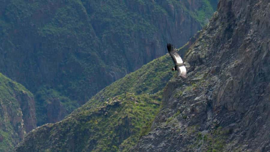 COLCA CANYON FULL DAY TOURS - What the $20 price really covers