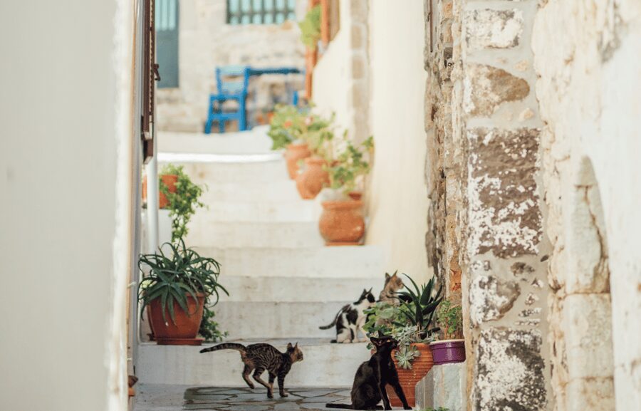 Cruise to Nisyros: Volcano, Nikia Village & Mandraki Trip - Should you book it?