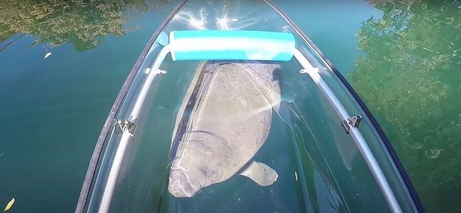 Crystal River: Three Sisters Springs Eco Tour by Clear Kayak - Key points to know before booking