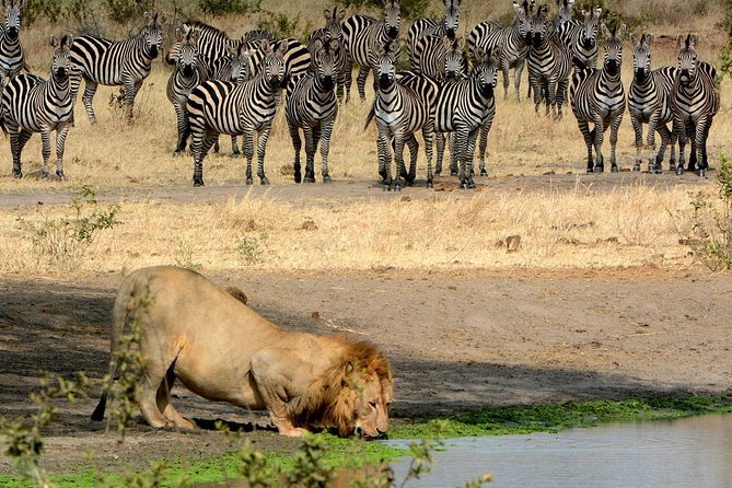 Day Trip to Ngorongoro Crater - Four hours of game viewing and a picnic lunch