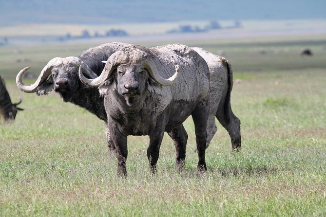 Day Trip to Ngorongoro Crater - Lake Magadi adds a second focus