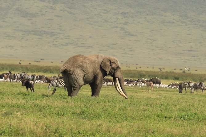 Day Trip to Ngorongoro Crater - Descending more than 600 meters into the crater