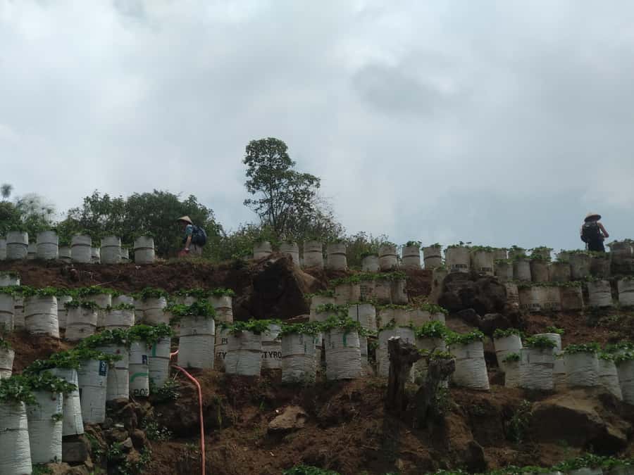 Day Trip Volcano White Crater Ciwidey Bandung - Tour Guide - Strawberry farms are fun, but manage expectations