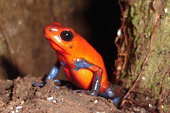 Ecogarden Arenal Night Walk - Rain, refunds, and practical planning