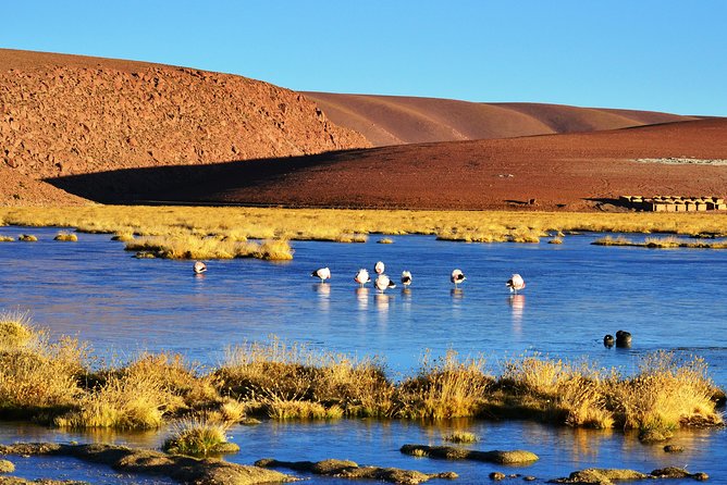 El Tatio Geysers Tour from San Pedro de Atacama - Machuca and its small highland community