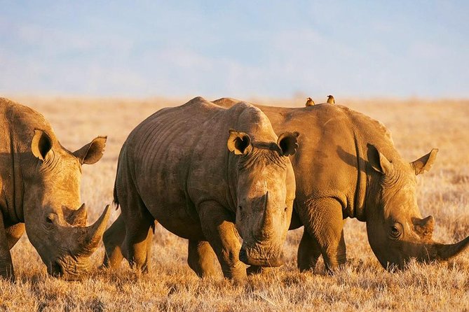 Elephant Special Serengeti & Ngorongoro Crater 5 Days / 4 Nights - Day 4: Ngorongoro Crater and a concentrated wildlife morning