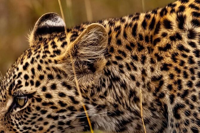Elephant Special Serengeti & Ngorongoro Crater 5 Days / 4 Nights - Day 2: Olduvai Gorge on the way to the Serengeti
