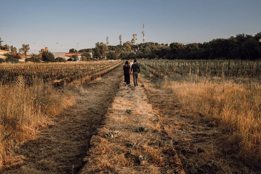 Etna Urban Winery, Vineyard Walk & Sunset Tasting Dinner - Walking the vineyard trail between Catania and Etna