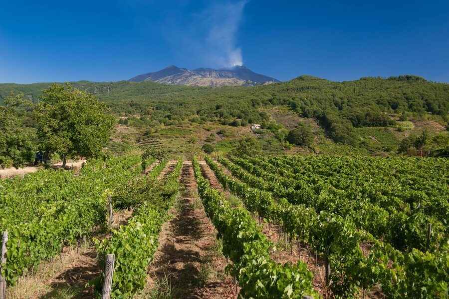 Etna & Wine Private Day Tour - Is $200 per person good value?