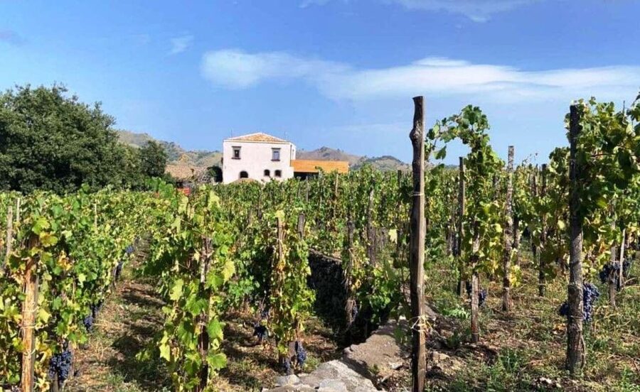 Etna: Wine Tasting and Food Tour - From Catania to Zafferana in one scenic hour