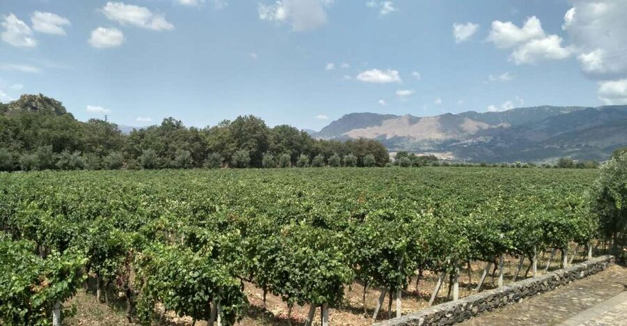 Etna: Wine Tasting and Food Tour - The first winery and the story behind each bottle