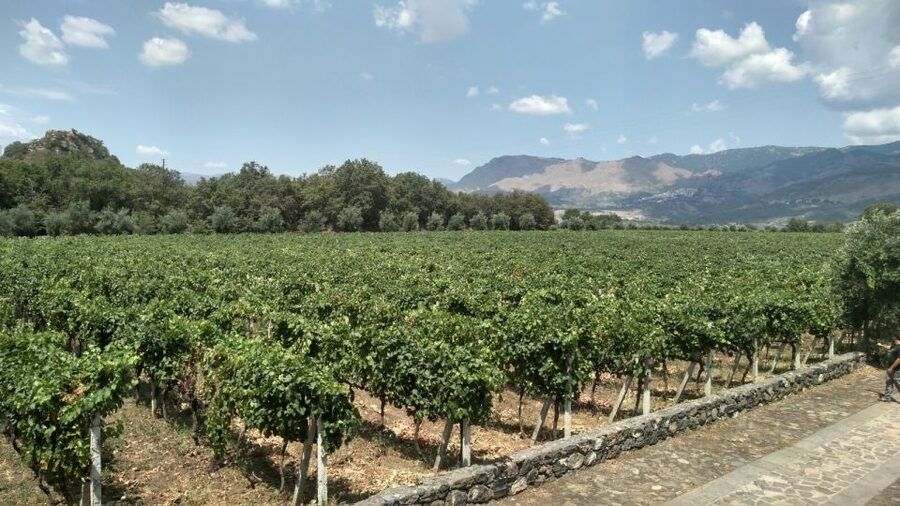 Etna: Wine Tasting and Food Tour - Zafferana Etnea, Sicily’s honey country