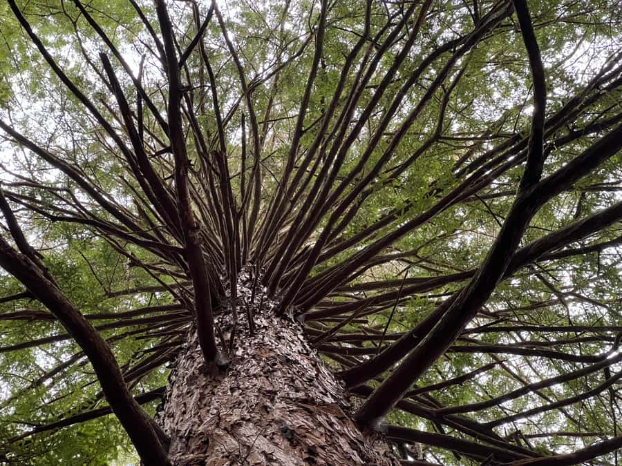 Ex Hamilton: Triple Deal WAI-O-TAPU, Redwood & Blue Springs - Key points at a glance