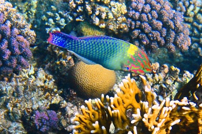 Excursion to the White Island & Ras Mohammed National Park from Sharm El Sheikh - Ras Mohammed snorkeling stops