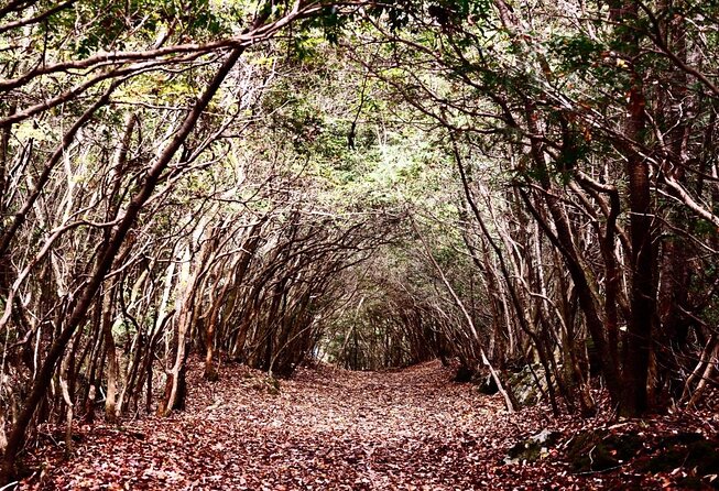 Explore Mt. Fuji Ice Cave in Aokigahara Forest - Key points to know before you book