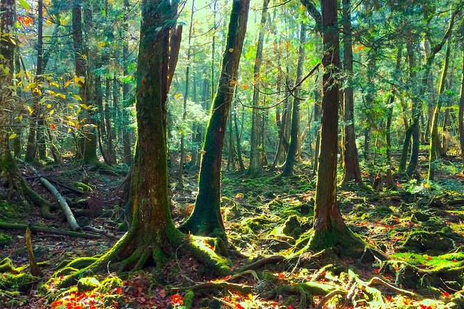 Explore Mt. Fuji Ice Cave in Aokigahara Forest - A volcanic cave made by Mt. Fuji