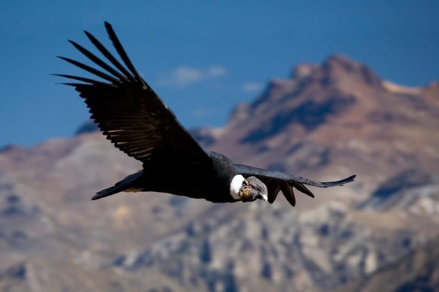 From Arequipa: Colca Canyon Full-Day Guided Tour with Meals - Maca adds a brief village stop and local shopping
