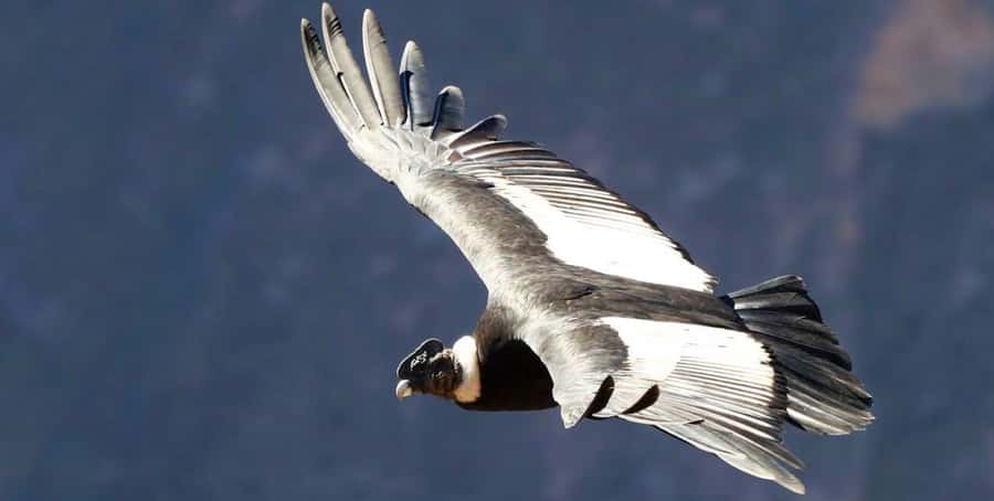 From Arequipa: Colca Canyon Full-Day Tour with Breakfast - A warm-water break in Chivay