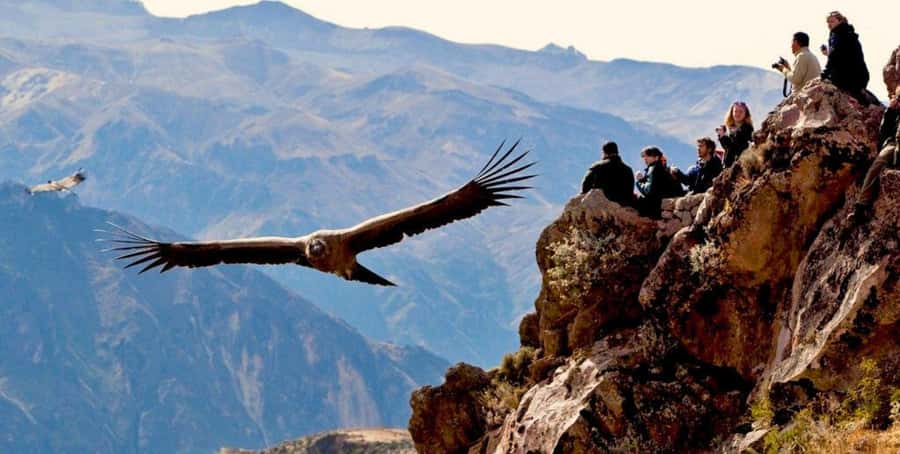 From Arequipa: Colca Canyon Full-Day Tour with Breakfast - The 3 AM pickup from Arequipa