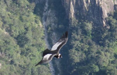 From Arequipa: Full Day Tour of Colca Canyon with Meals