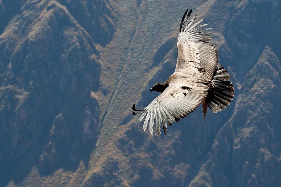 From Arequipa: Full Day Tour of Colca Canyon with Meals - Volcano views at 4,910 meters