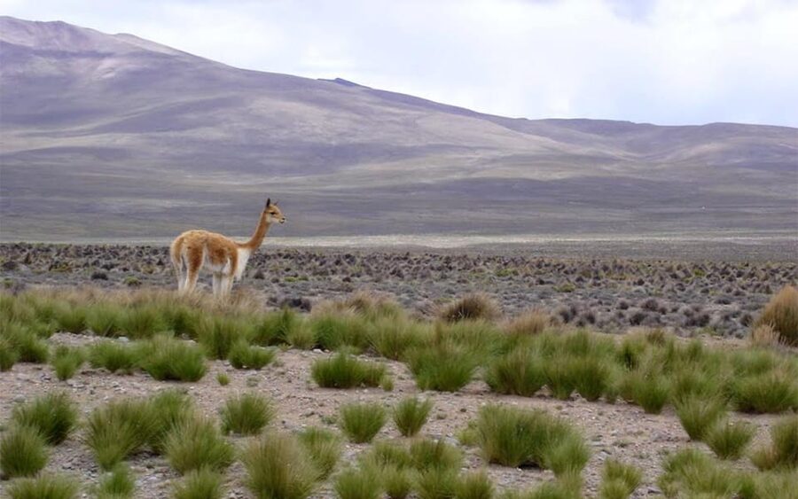 From Arequipa: Fullday Tour Colca Canyon + Transfer To Puno - Pinchollo, Maca, and Yanque add local character