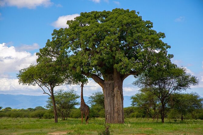 From Arusha: 5 Days Classic Safari Cats, Calves & Crater - Day 3: A full day around Lake Ndutu