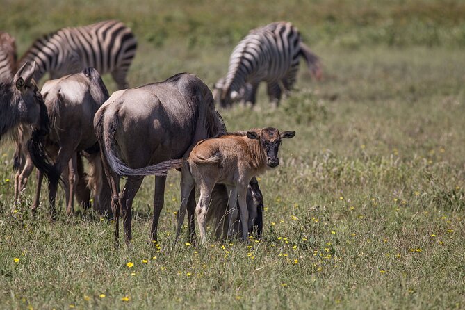From Arusha: 5 Days Classic Safari Cats, Calves & Crater - Day 5: The return to Arusha