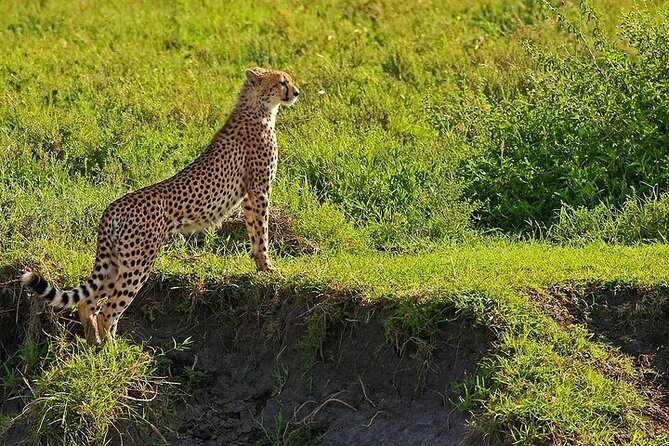 From Arusha: 5 Days Classic Safari Cats, Calves & Crater - Accommodation, meals, and what the price covers