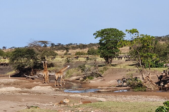 From Arusha: 5 Days Classic Safari Cats, Calves & Crater - Guides and the private safari format