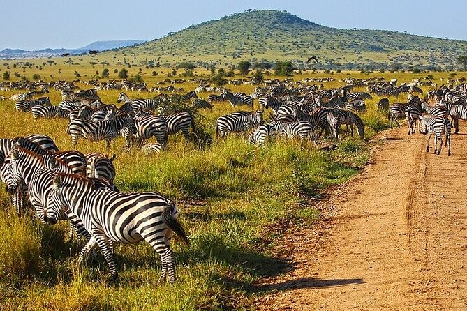 From Arusha: 5 Days Classic Safari Cats, Calves & Crater - Day 1: Tarangire’s elephants and baobab country