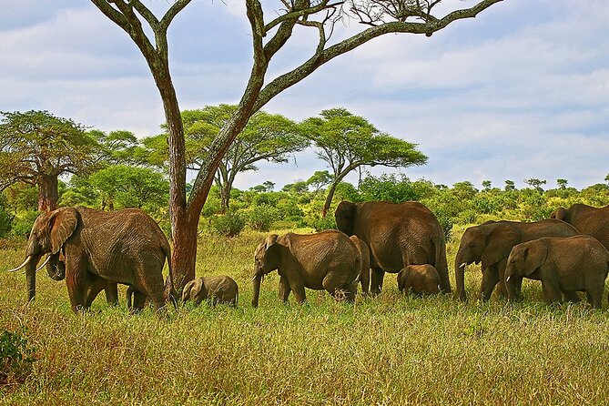 From Arusha: Tarangire and Ngorongoro Crater 3-Day Private Safari - Who should book this safari