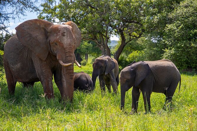 From Arusha: Tarangire and Ngorongoro Crater 3-Day Private Safari - One night beside Lake Manyara