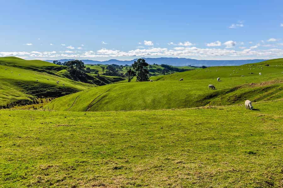 From Auckland or Rotorua: Hobbiton & Waitomo Tour with Lunch - Practical advice for making the day easier