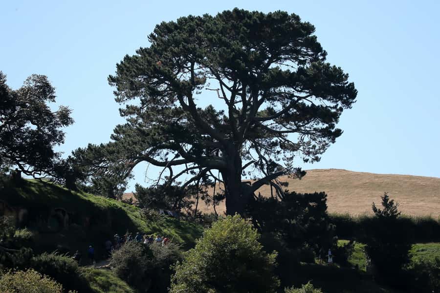 From Auckland or Rotorua: Hobbiton & Waitomo Tour with Lunch - Should you book it?