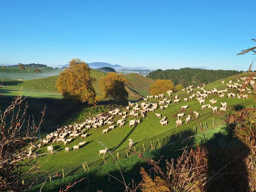From: Auckland: Rotorua via Hobbiton Tour One Way Tour - The 2.5-hour Hobbiton tour is the centerpiece