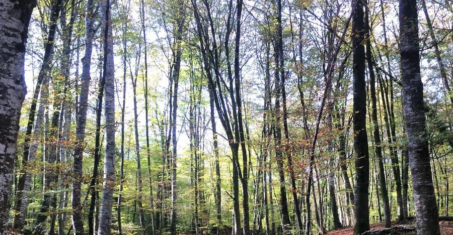 From Barcelona: Medieval Villages and Volcanic Hiking Tour - Key points to know before booking