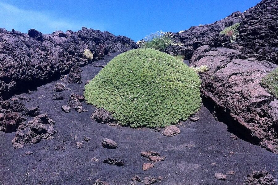 From Catania: Mount Etna Half-Day Tour and Wine Experience - Why this Etna and wine combination works