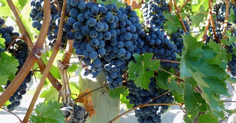 From Catania: Mount Etna Half-Day Tour and Wine Experience - Walking among Etna’s craters and old lava