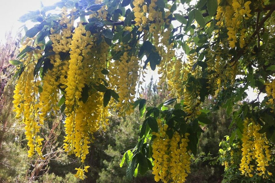 From Catania: Mount Etna Half-Day Tour and Wine Experience - What to wear and how hard is the walk?