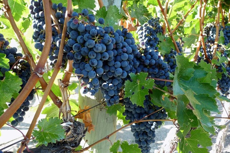 From Catania: Mount Etna Half-Day Tour and Wine Experience - Leaving Catania between 8:30 and 8:45 AM