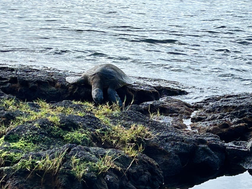 From Hilo: Hawaii Volcanoes National Park Tour - Who should book this experience